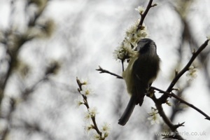 Finch Feeding