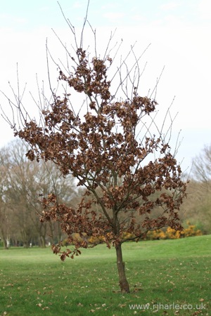 Sapling Beginning to Grow