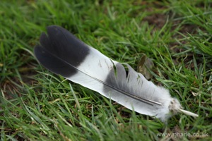 Magpie Feather Lying Abandoned
