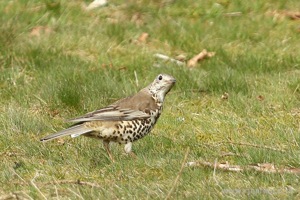 Closeup of Suspicious Little Bird