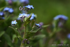 Blue Flowers