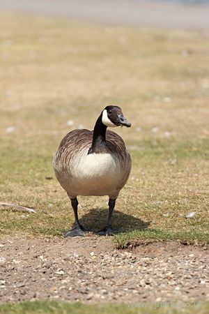 Goose on the Path