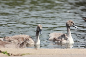 Gosling in the Lake