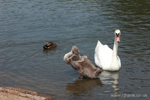 Pruning Gosling