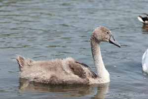 Floating Gosling