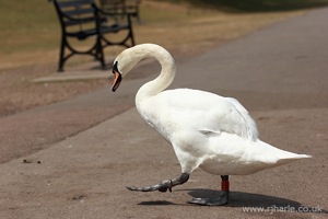 Swan Exiting the Lake