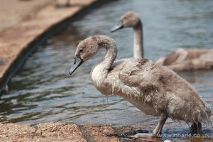 Gosling Exits the Lake