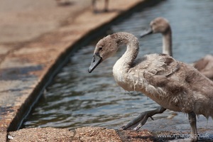 Gosling Exits the Lake