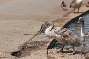 Gosling Exits the Lake