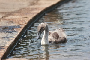Gosling Floating Along