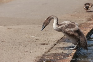 Gosling Clambering Out