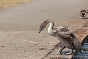 Gosling Exits the Lake