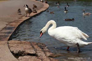 Swan Exits the Lake