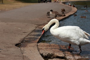 Swan Exits the Lake