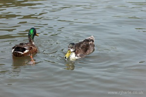 Pair of Mallards