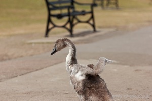 Gosling Stretches His Wings