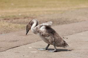Gosling Stretches His Wings