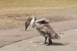 Gosling Stretches His Wings