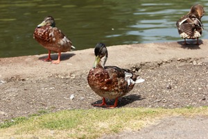 Preening Mallards