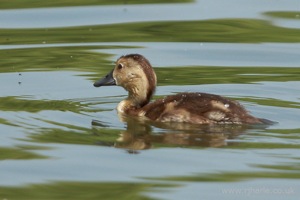 Little Duckling Floats By