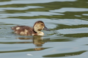 Little Duckling Floats By