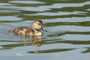 Little Duckling Floats By
