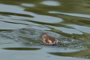 Little Duckling Dives Underwater