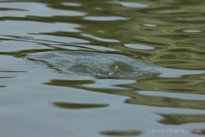 Little Duckling Dives Underwater