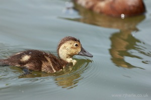 Little Duckling Floats By