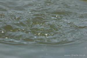 Little Duckling Takes a Dive [3 of 3]