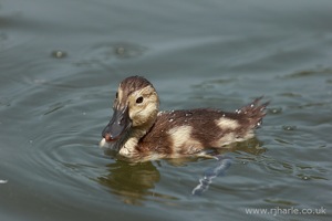 Little Duckling Floats By