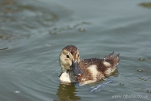 Little Duckling Floats By