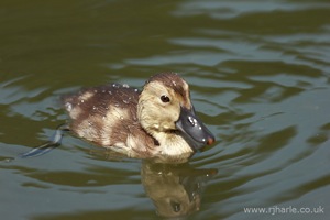 Little Duckling Floats By