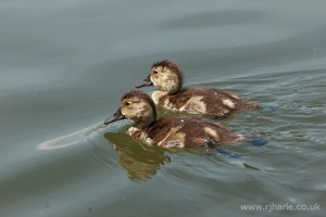 Duckling Pair Floats By