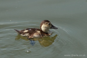 Little Duckling Floats By