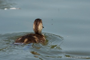 Little Duckling Floats Away