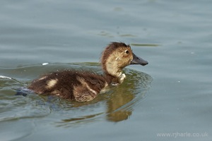 Little Duckling Floats By