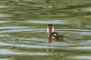 Little Duckling Floats By