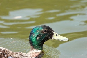Inquisitive Mallard