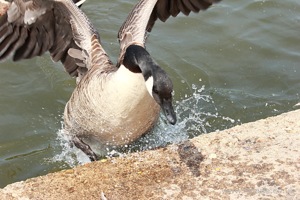 Goose Exiting the Lake