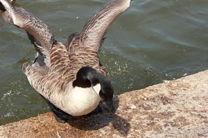 Goose Exiting the Lake