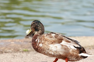 Scruffy Mallard