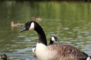 Goose Posing