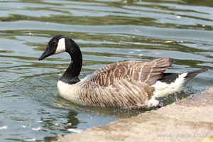 Goose Reentering the Water