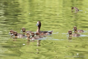 Mother Watching Her Brood