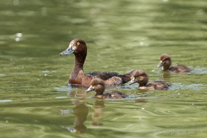 Mother and Her Ducklings