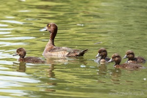 Mother and Her Ducklings
