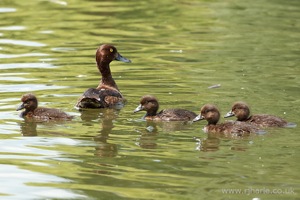 Mother and Her Ducklings