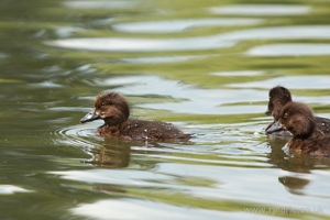 Family of Ducklings