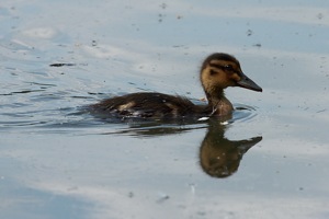 Duckling Jets By